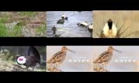 Thumbnail of Bird Calls djgndkjfgnkdjvndkjvndkjcn