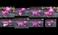 Thumbnail of Banrey ballon pops macys thanksgiving day parade