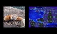 Dialup foxes making noises