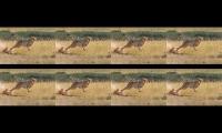 Thumbnail of fastest animal on land