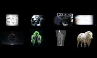 Ahoura Physiquemaxxing