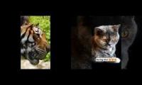 Tiger VS Cat  FUNNY MAXX