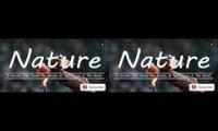 Thumbnail of Wonderful Birds Nature