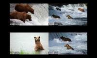 Thumbnail of WatchingbearsKatmai2022 late season 4 cams