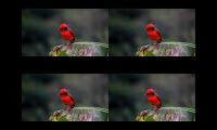 Thumbnail of Birds collection video admire