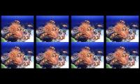 Thumbnail of Amazing Clownfish | Clownfish Sea | Beautiful Ocean | 4K