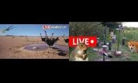 Thumbnail of Amazingearthanimalslivestream