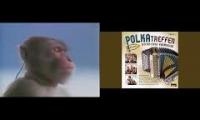 Thumbnail of monke listening to polka