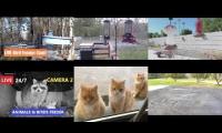 Thumbnail of Amazingearthanimalslivestream