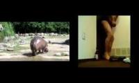Did you see the hippo