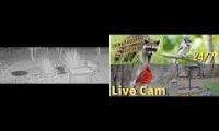 Thumbnail of Amazingearthanimalslivestream