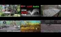 Thumbnail of Amazingearthanimalslivestream
