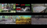 Thumbnail of Amazingearthanimalslivestream