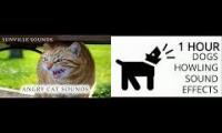 Thumbnail of Cat Meowing vs Dog Howling