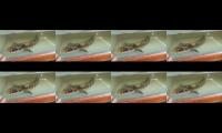 Thumbnail of penasaran !! Pernah lihat ikan hias ini tonton Vidio nya