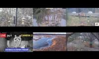 Thumbnail of Amazingearthanimalslivestream