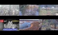 Thumbnail of Amazingearthanimalslivestream
