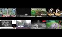 Thumbnail of Amazingearthanimalslivestream