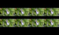 Thumbnail of Mind relaxing music stress relief music relaxing sound