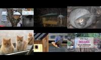 Thumbnail of Amazingearthanimalslivestream