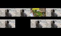 Thumbnail of African grey parrot hand feeding