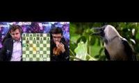 Crows and Chess Tournament