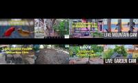 Thumbnail of Amazingearthanimalslivestream