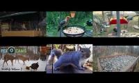 Thumbnail of Amazingearthanimalslivestream