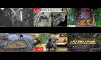 Thumbnail of Amazingearthanimalslivestream