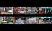 Thumbnail of Amazingearthanimalslivestream