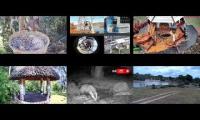 Thumbnail of Amazingearthanimalslivestream