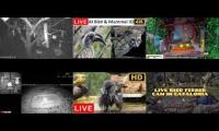 Thumbnail of Amazingearthanimalslivestream