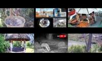 Thumbnail of Amazingearthanimalslivestream