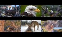 Thumbnail of Amazingearthanimalslivestream