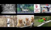 Thumbnail of Amazingearthanimalslivestream
