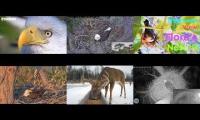 Thumbnail of Amazingearthanimalslivestream