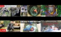 Thumbnail of Amazingearthanimalslivestream