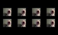 Thumbnail of what the dog doing spam 8 times