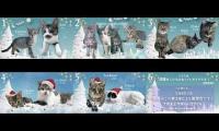 Rescue Cat House Multi Window Display 1~6