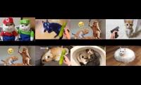 Cats And Dog Falls funy pets
