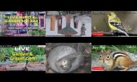 Thumbnail of Amazingearthanimalslivestream