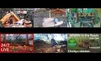 Thumbnail of Amazingearthanimalslivestream