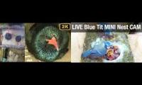 Thumbnail of Amazingearthanimalslivestream