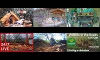 Thumbnail of Amazingearthanimalslivestream