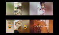 Video about Cat funny and crazy  things