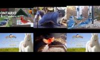 Thumbnail of Amazingearthanimalslivestream