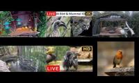 Thumbnail of Amazingearthanimalslivestream