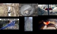 Thumbnail of Amazingearthanimalslivestream