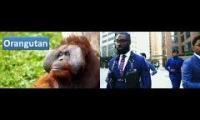 Thumbnail of Orangutan compilation