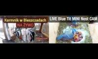 Thumbnail of Amazingearthanimalslivestream